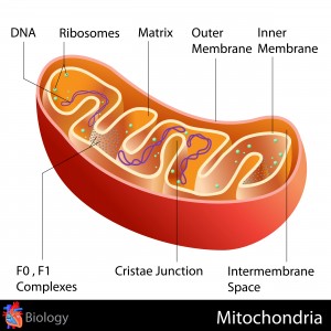 Illustration of mitochondria