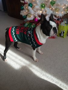 Sammy is ready for the holidays- are you?