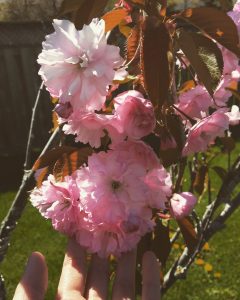 The blossom tree